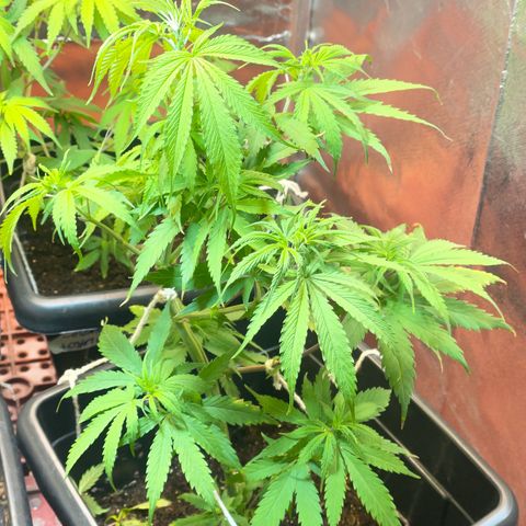 Colômbia 01 growlog photo: Defoliacao, início 12/12, pré Flora
