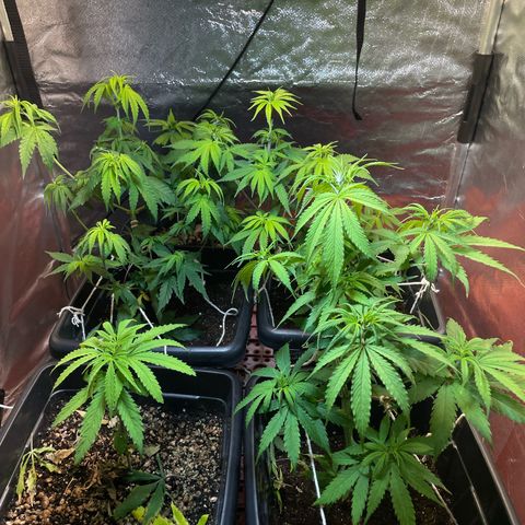Colômbia 01 growlog photo: Defoliacao, início 12/12, pré Flora