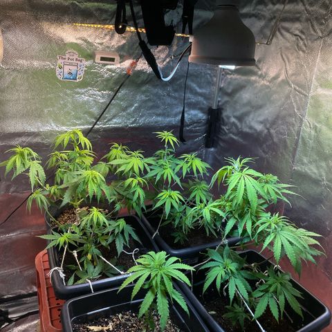 Colômbia 01 growlog photo: Defoliacao, início 12/12, pré Flora