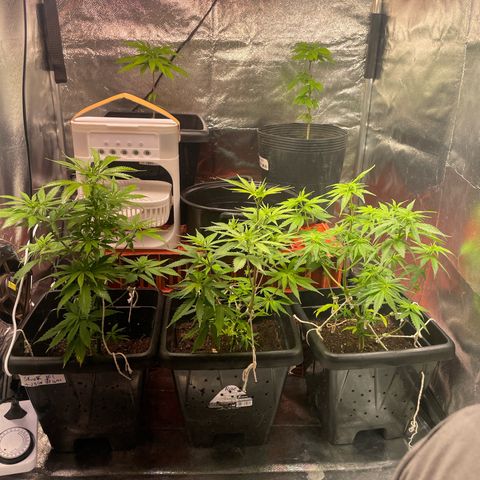 Colômbia 01 growlog photo: Adição da quantum board yxo LM281b 85w 