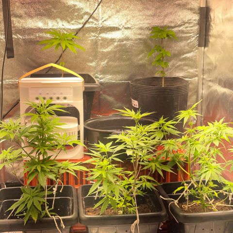Colômbia 01 growlog timeline photo