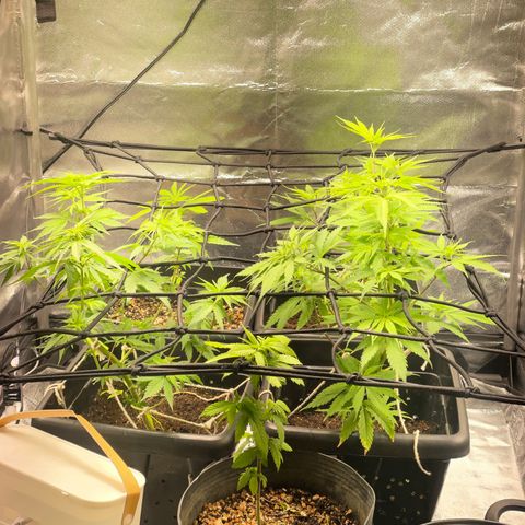 Colômbia 01 growlog photo: Adição do scrog 