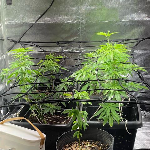 Colômbia 01 growlog photo: Scrog + quantum board 