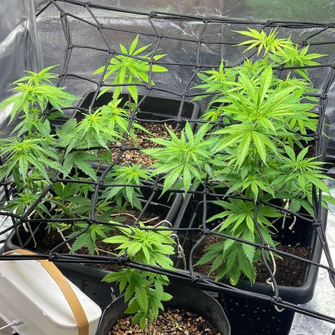 Colômbia 01 growlog timeline photo