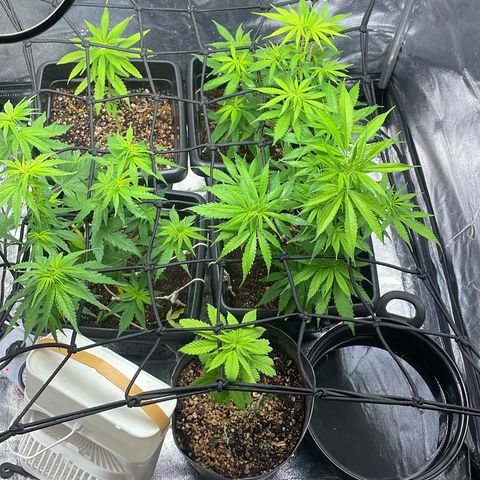 Colômbia 01 growlog timeline photo