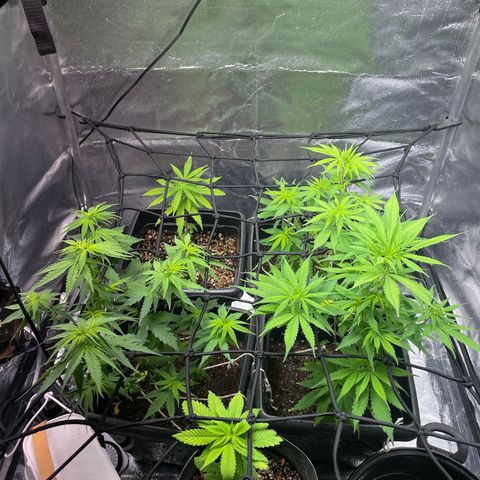 Colômbia 01 growlog photo: Rega 2,5L, 6ml fert smartone 