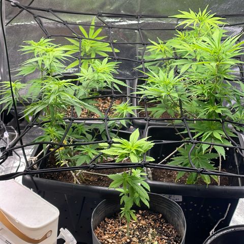 Colômbia 01 growlog timeline photo