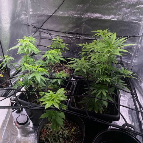 Colômbia 01 growlog timeline photo