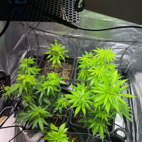 Colômbia 01 growlog timeline photo