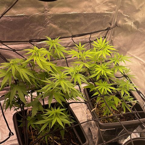 Colômbia 01 growlog photo: Pós separação dos machos 