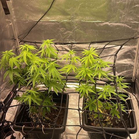 Colômbia 01 growlog photo: Pós separação dos machos 