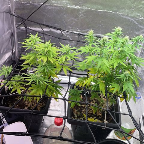 Colômbia 01 growlog timeline photo