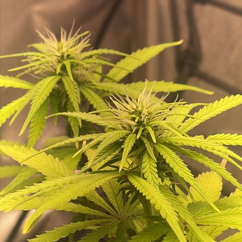 Colômbia 01 growlog timeline photo