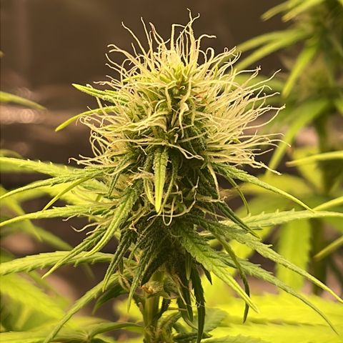 Colômbia 01 growlog timeline photo