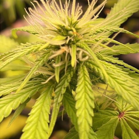 Colômbia 01 growlog timeline photo