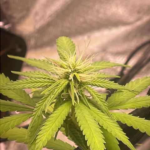 Colômbia 01 growlog timeline photo