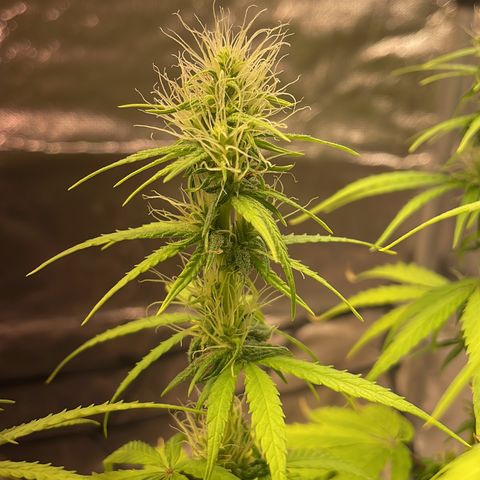 Colômbia 01 growlog timeline photo