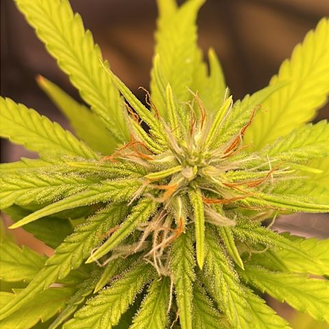 Colômbia 01 growlog timeline photo