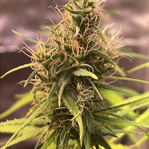 Colômbia 01 growlog timeline photo
