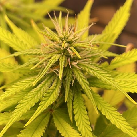 Colômbia 01 growlog timeline photo