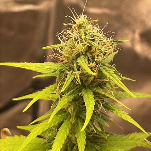 Colômbia 01 growlog timeline photo