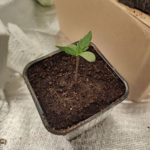 Blue Dream growlog timeline photo