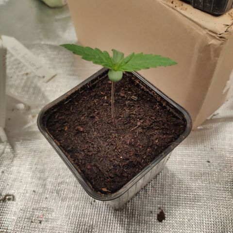 Strawberry Cough growlog timeline photo