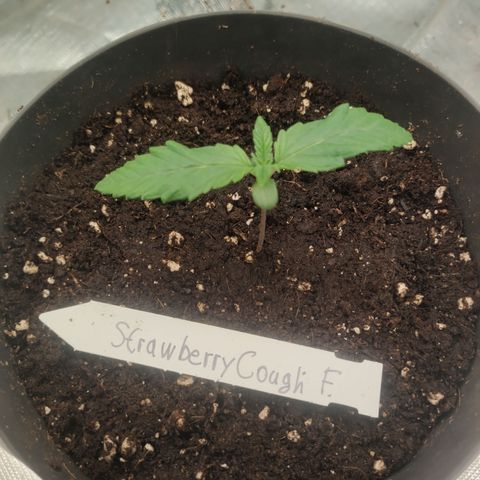 Strawberry Cough growlog timeline photo