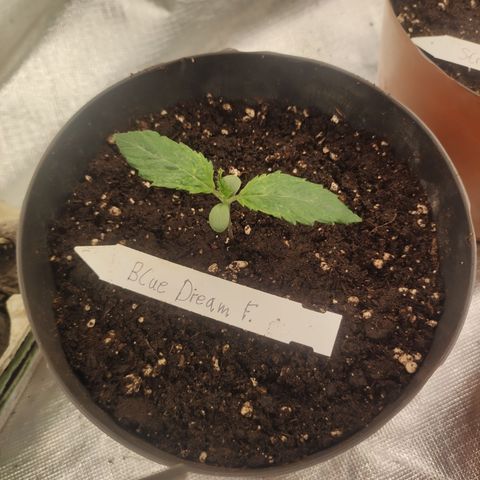 Blue Dream growlog timeline photo