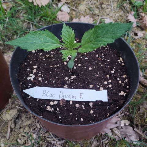 Blue Dream growlog timeline photo