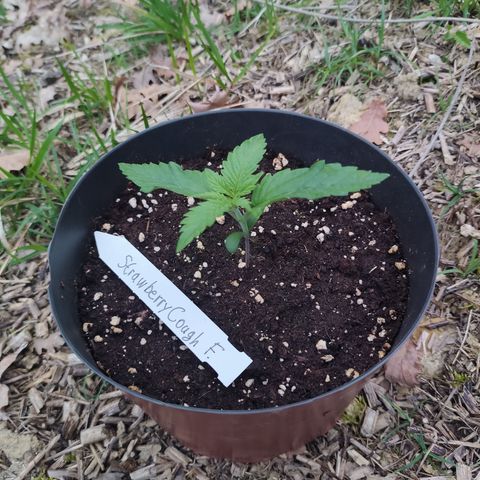 Strawberry Cough growlog timeline photo