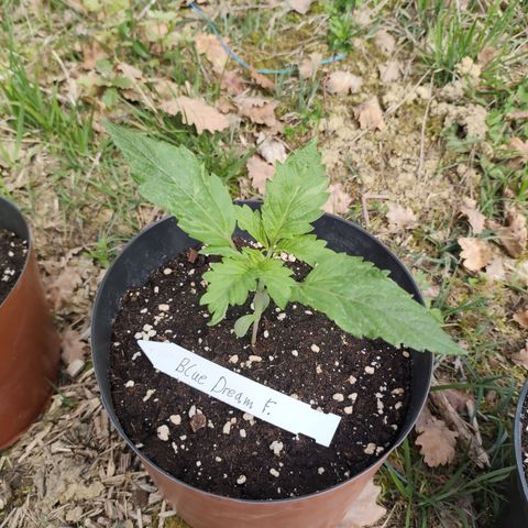 Blue Dream growlog timeline photo