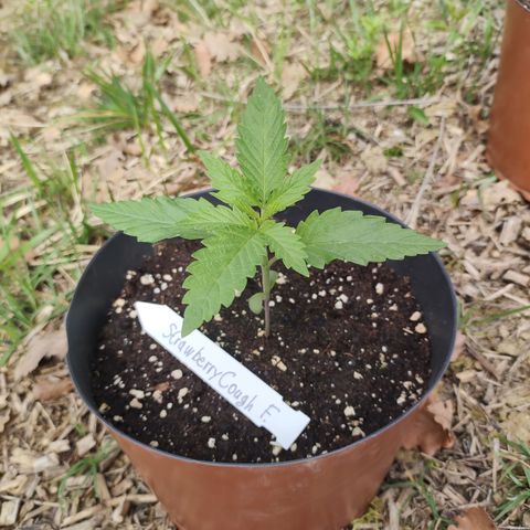 Strawberry Cough growlog timeline photo