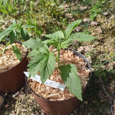 Blue Dream growlog timeline photo
