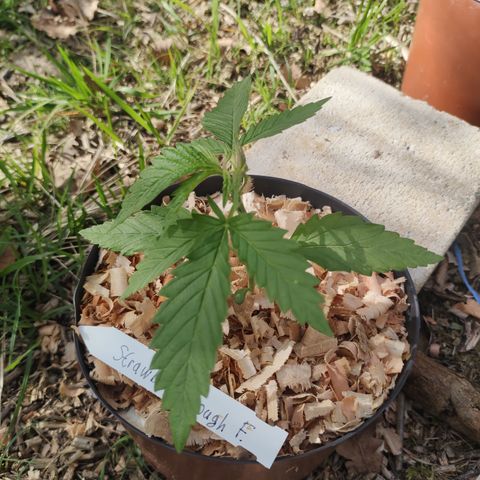Strawberry Cough growlog timeline photo