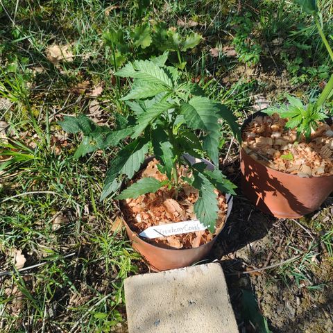 Strawberry Cough growlog photo: It hailed today again luckily wasn't to big this time