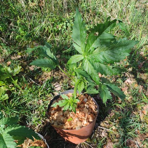 Blue Dream growlog photo: The Blue Dream definitely got the biggest hits but she will recover