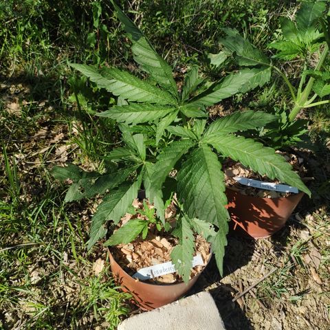 Strawberry Cough growlog timeline photo