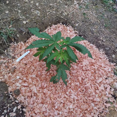 Strawberry Cough growlog timeline photo