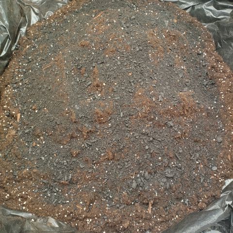 Blue Dream growlog photo: 2.5kg Biochar
