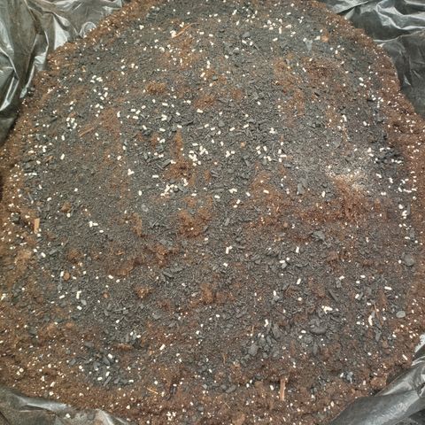 Blue Dream growlog photo: Bacteria Pellets
