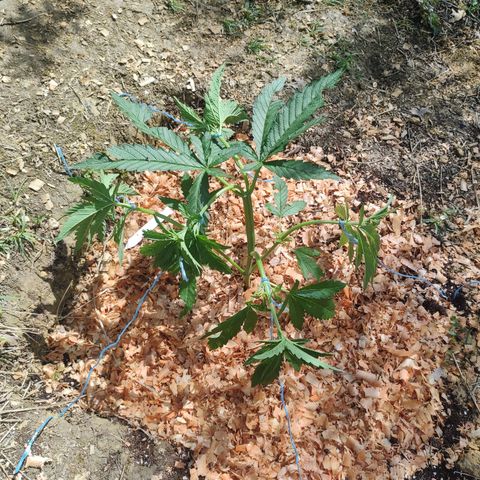 Strawberry Cough growlog timeline photo