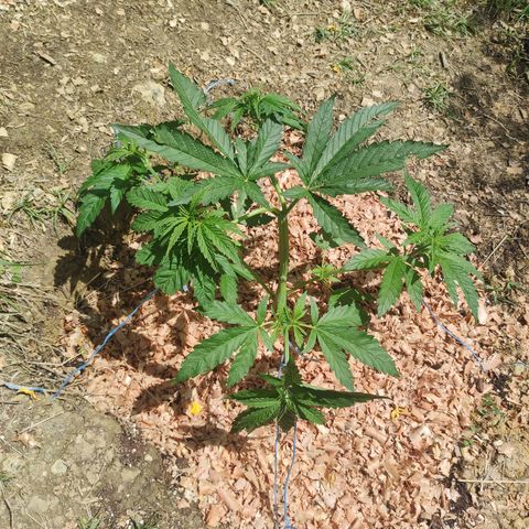Strawberry Cough growlog timeline photo