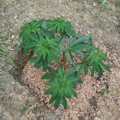 Strawberry Cough growlog timeline photo