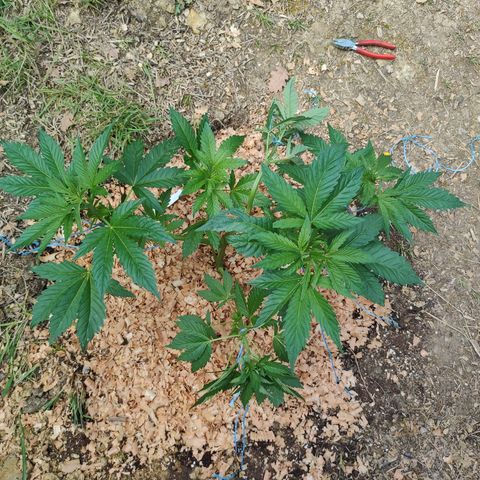 Blue Dream growlog timeline photo