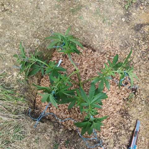 Strawberry Cough growlog timeline photo
