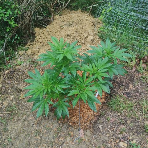 Blue Dream growlog timeline photo