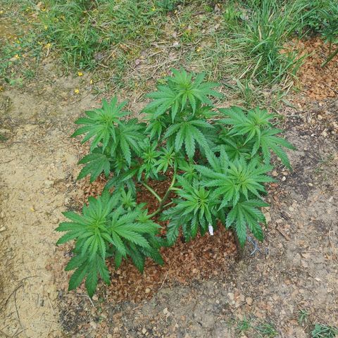 Strawberry Cough growlog timeline photo