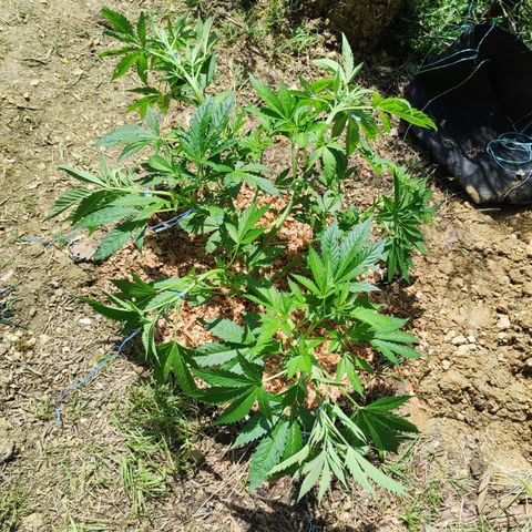 Blue Dream growlog timeline photo