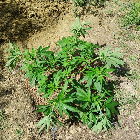 Strawberry Cough growlog timeline photo